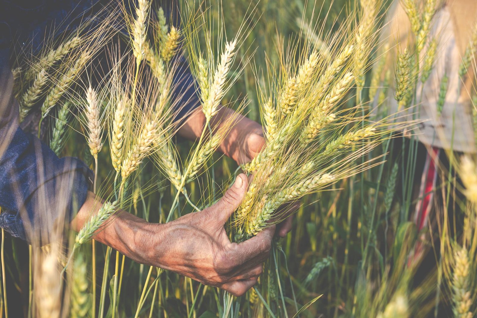 Agricultural grains