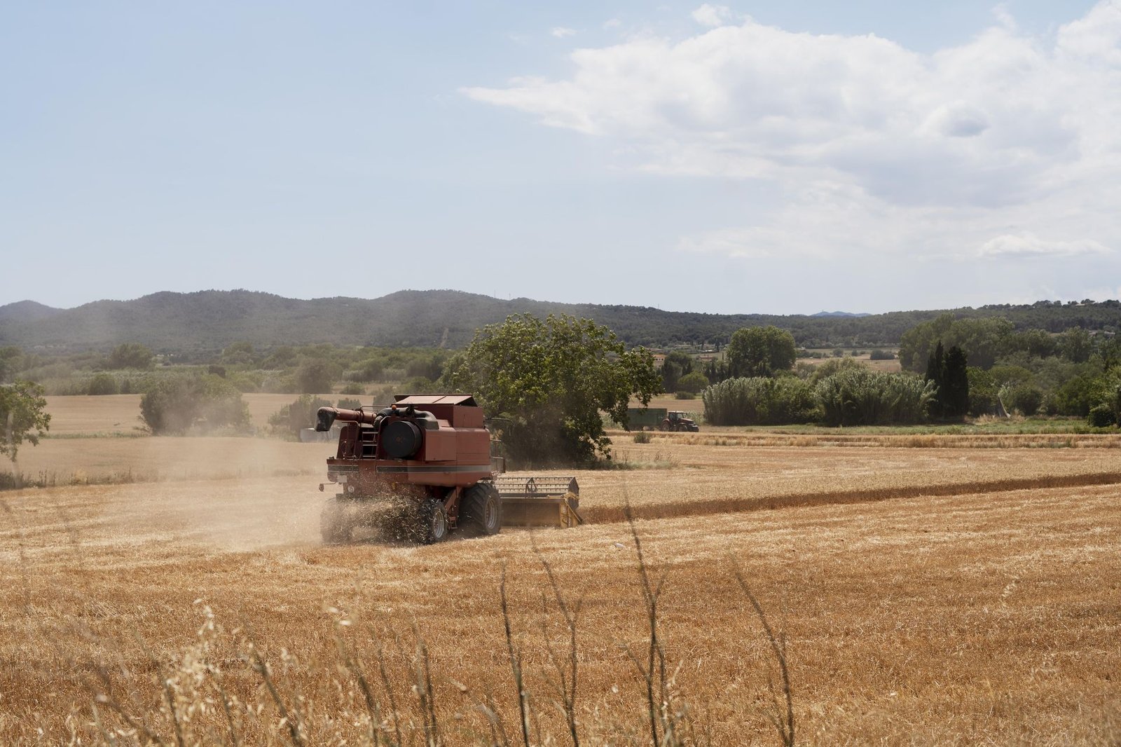 Grain harvesting