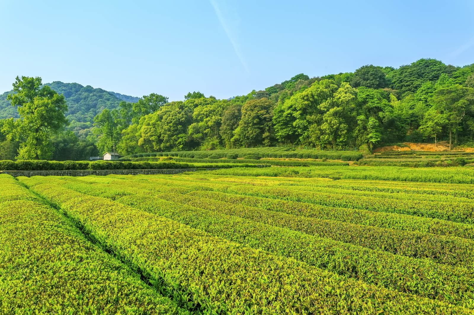 Green agricultural farmland