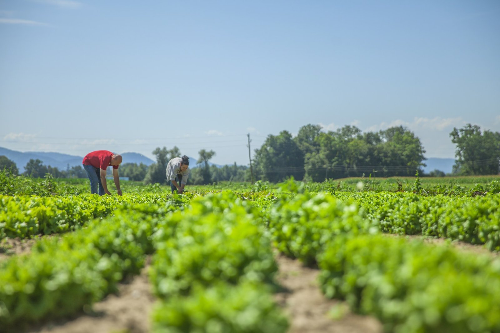 Farmers working in vegetable fields