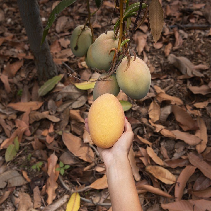 Whole premium mangoes on the tree