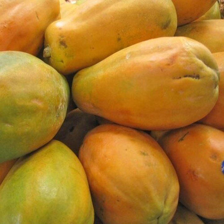Papaya (Papaya)