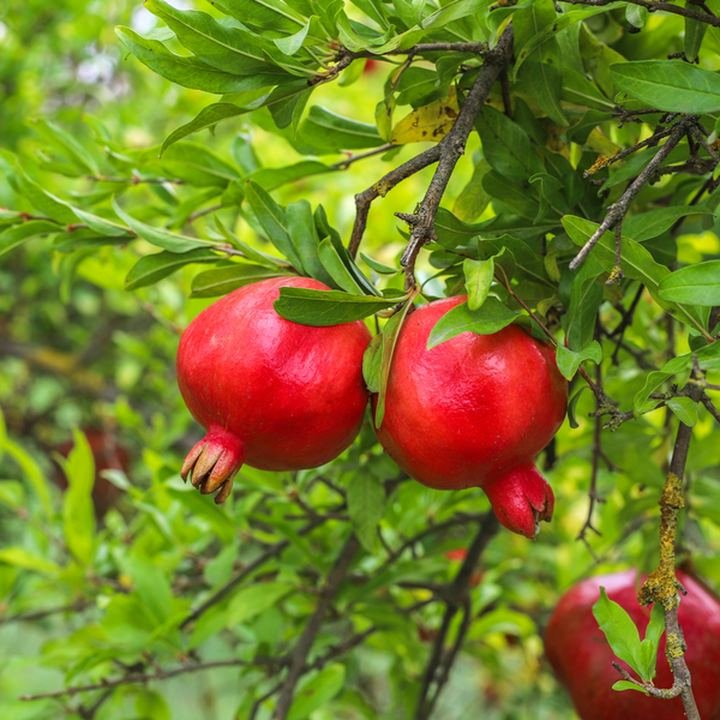 Pomegranate (Dadham)