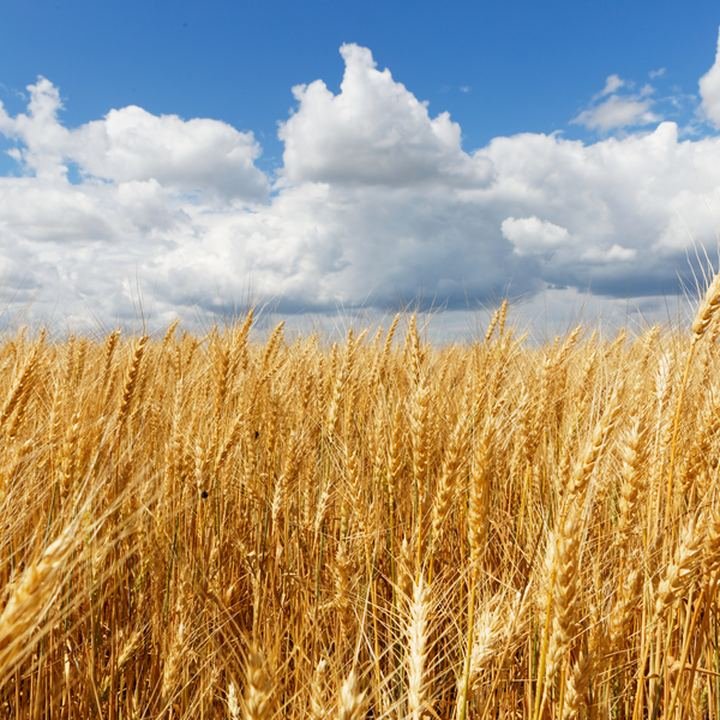 Wheat